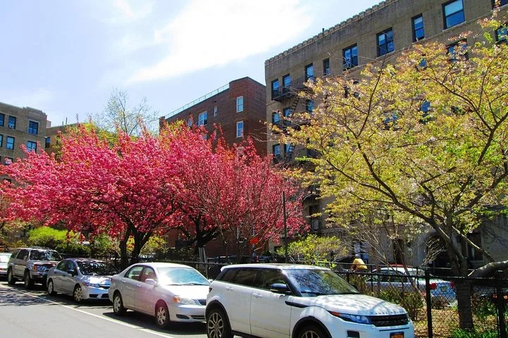 Straßenszene mit geparkten Autos und blühenden rosa Kirschbäumen